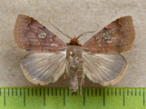 Plecoptera punctilinea